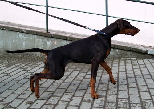 Пропала собака !!! - Изображение #1, Объявление #700621