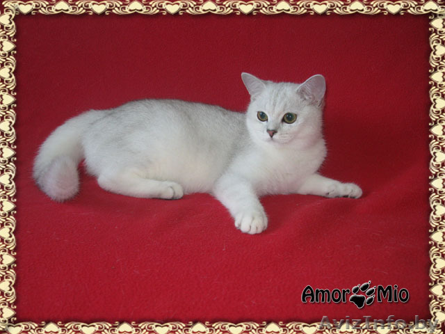 Британские котята Серебристая шиншилла - Изображение #1, Объявление #695635