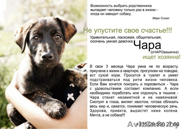 Супер-Щенок в дар! - Изображение #1, Объявление #697998