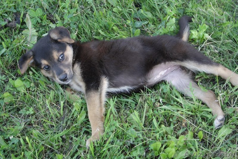 Замечательный щенок в дар - Изображение #1, Объявление #698797