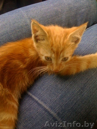 Срочно отдам в дар рыженького котеночка! - Изображение #1, Объявление #684856
