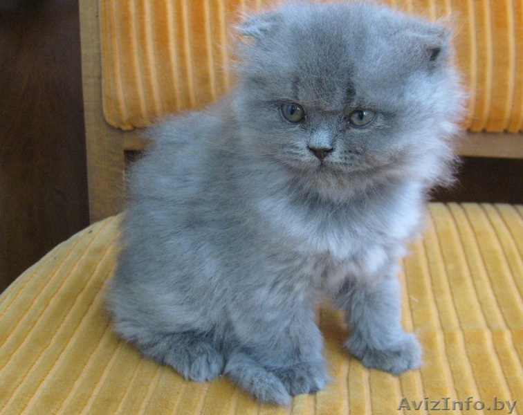 продам Шотландского вислоухого котёнка - Изображение #1, Объявление #688670