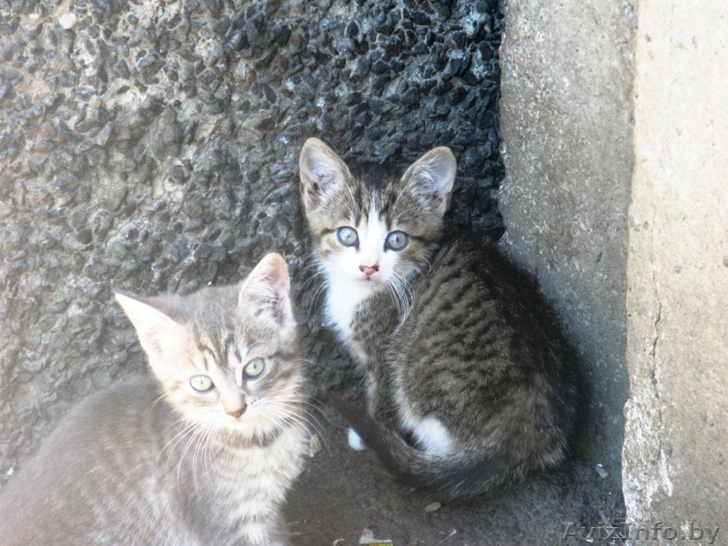 ОТДАМ котят в хорошие руки! - Изображение #1, Объявление #682371