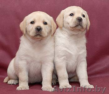 Замечательные щенки лабрадора палевого окраса - Изображение #1, Объявление #695538