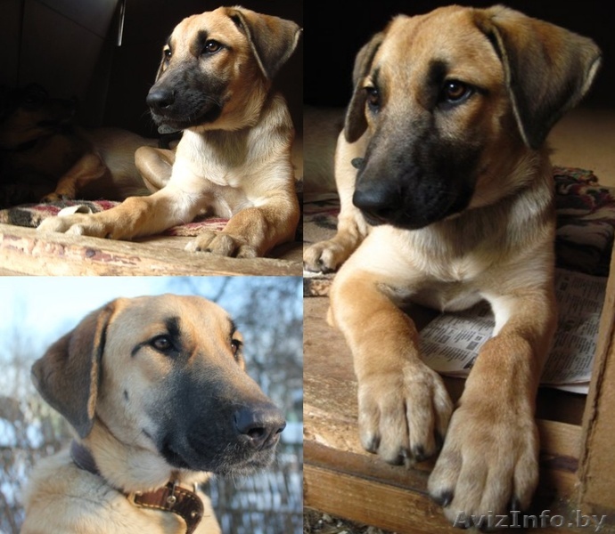 Молодая собака Лада в дар - Изображение #1, Объявление #691701