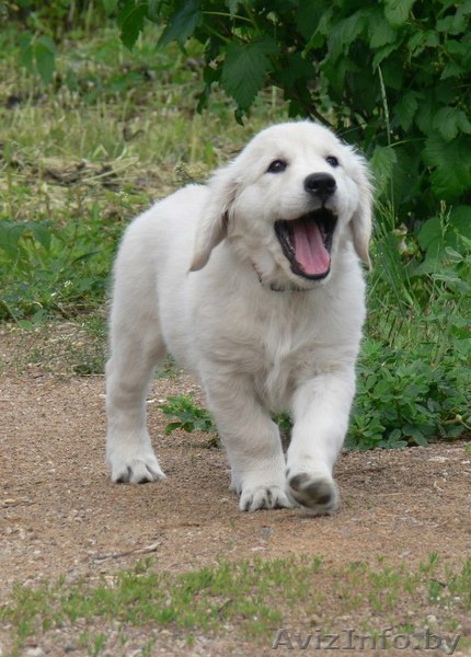 Щенки голден ретривера из питомника "Мое Сокровище" - Изображение #1, Объявление #681798