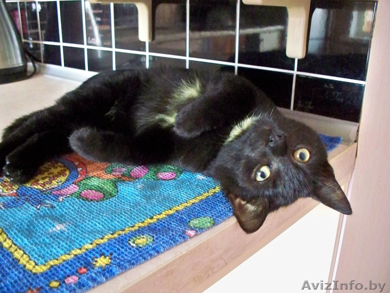 Черненький котенок в дар - Изображение #1, Объявление #698281