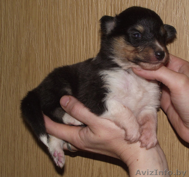 шелти (мини-колли) щенок   - Изображение #1, Объявление #710093