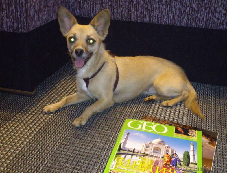 Метис той-терьера в дар - Изображение #1, Объявление #715743