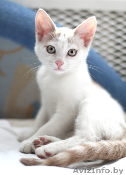 Котенок ищет дом (мальчик)!!! - Изображение #1, Объявление #719319