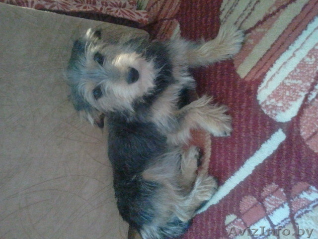 Маленькую собачку в дар 375298743074 мтс - Изображение #1, Объявление #715650