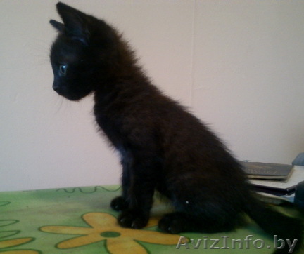Черненький ласковый котенок - Изображение #1, Объявление #713857
