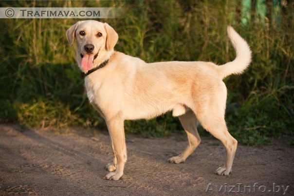 Бардербул-метис лабрадора ,около 2-х лет ищет дом!!! - Изображение #1, Объявление #726295