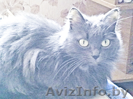 Молодая кошка редкого окраса - Изображение #1, Объявление #726166