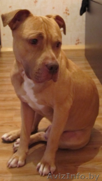 Питбуль ищет семью! - Изображение #1, Объявление #713253