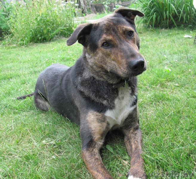              В дар - Изображение #1, Объявление #725515