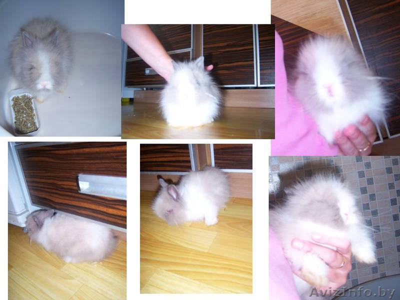 кролик срочно продам - Изображение #1, Объявление #720516