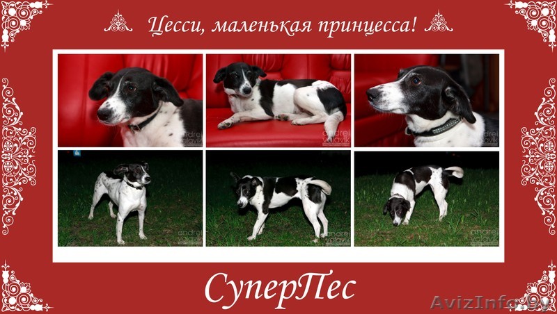 Молодая стерилизованная собака в хорошие руки! - Изображение #1, Объявление #723458