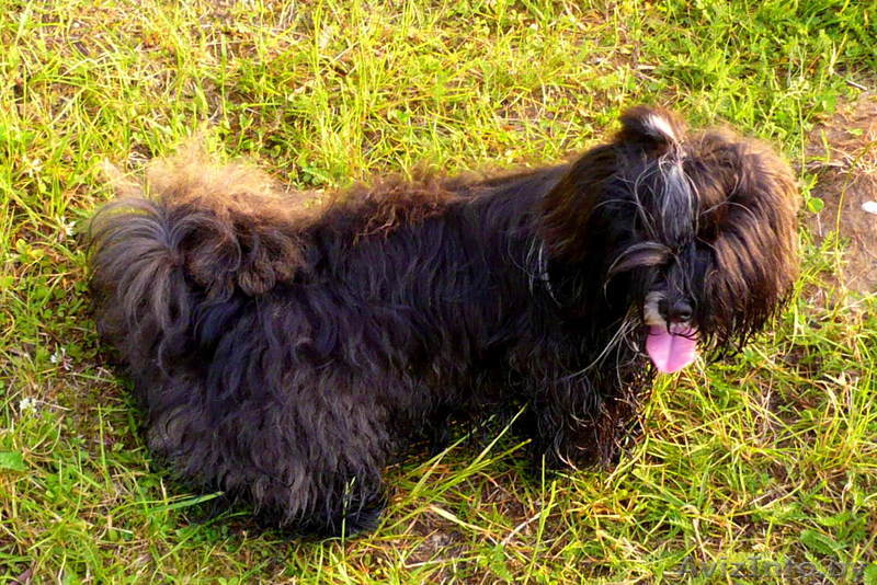 Пропала собака. Вознагрождение! - Изображение #1, Объявление #717581