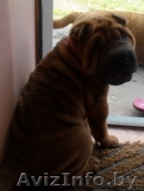 Шарпей щенок продается - Изображение #1, Объявление #709362
