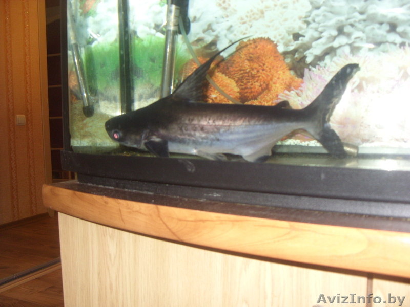 Продам аквариумную акулу срочно!!!! - Изображение #1, Объявление #711511