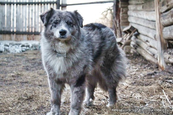 Помесь Австралийской овчарки в дар!  - Изображение #1, Объявление #719486