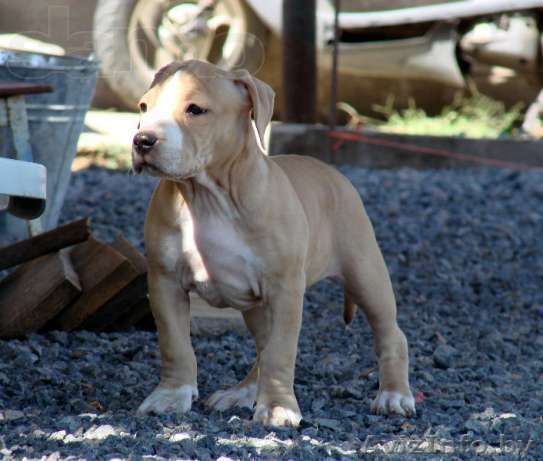 Щенки амстаффа для шоу и спорта - Изображение #1, Объявление #742135