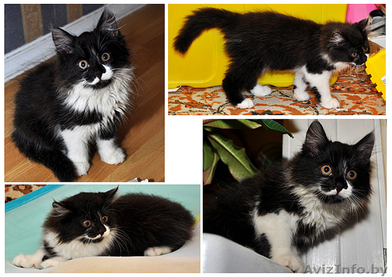 Мальчик-красавец ищет себе дом - Изображение #1, Объявление #733702