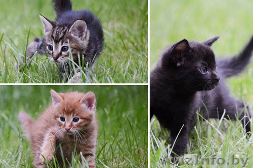 Добрые и илые котята в ДАР, ждут ласковых друзей - Изображение #1, Объявление #742391