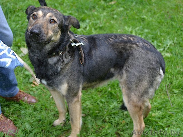 ОТДАМ СОБАКУ В ДОБРЫЕ РУКИ - Изображение #1, Объявление #740691