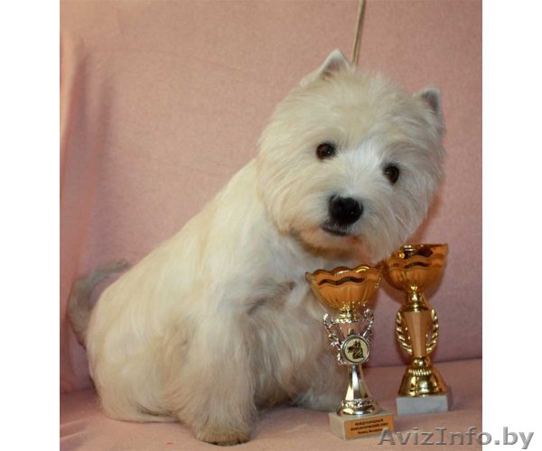 шикарные щенки вест хайленд уайт терьера - Изображение #1, Объявление #739175