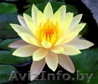 Центр развития и здоровья "Аури" - Изображение #1, Объявление #742905