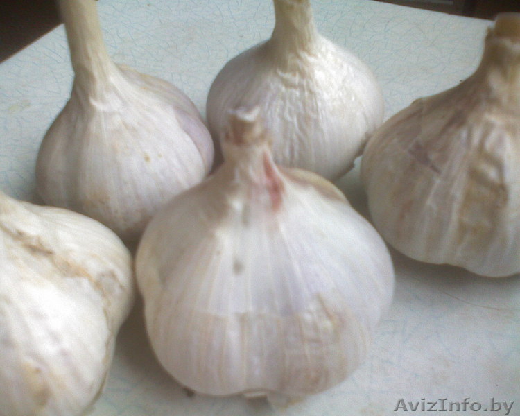 Продам чеснок крупный (пинский) срочно! Всего 100 кг. - Изображение #1, Объявление #736300