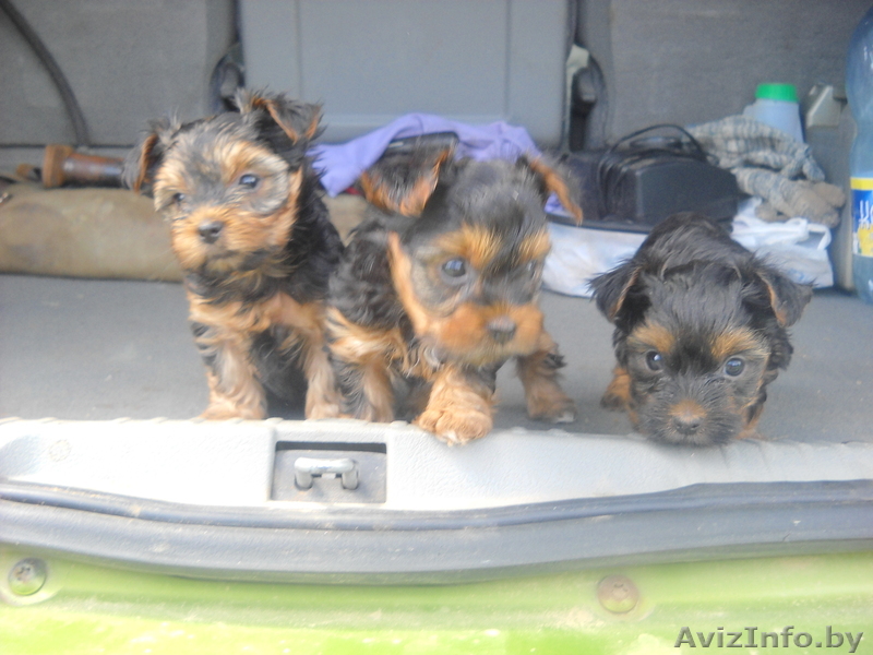 Щенки (кобели)красавцы удалые - Изображение #1, Объявление #741362