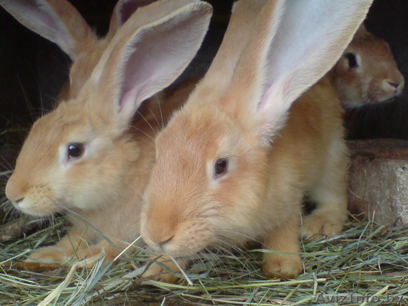 Продажа кроликов!!! в Минске - Изображение #1, Объявление #748258