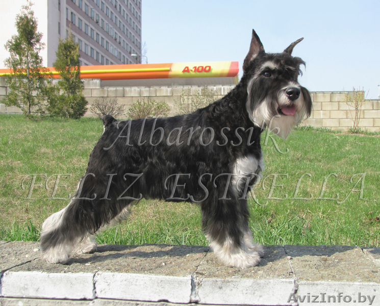 Великолепные щенки цвергшнауцера для Вас! - Изображение #1, Объявление #730442