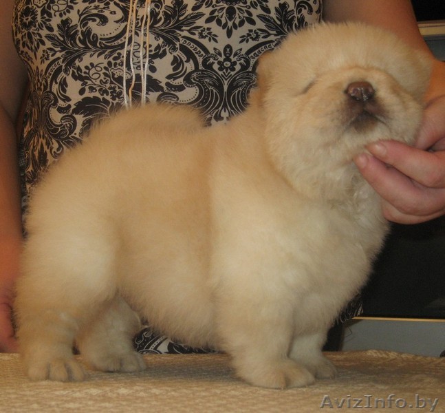 Чау-чау щенки красного и кремового окраса! - Изображение #1, Объявление #737252