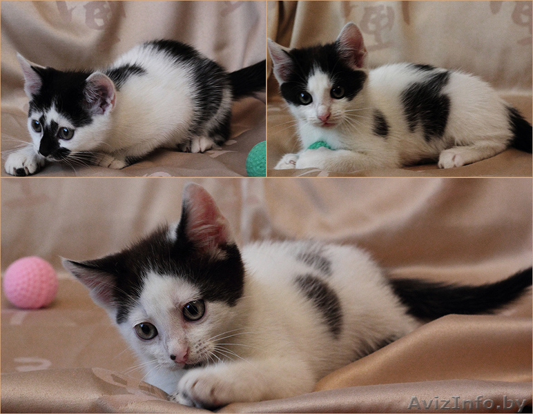 Крошки-котята в дар - Изображение #1, Объявление #741932