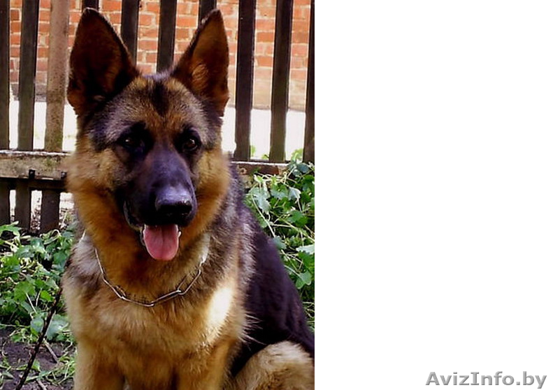 овчарка в хорошие руки - Изображение #1, Объявление #734665