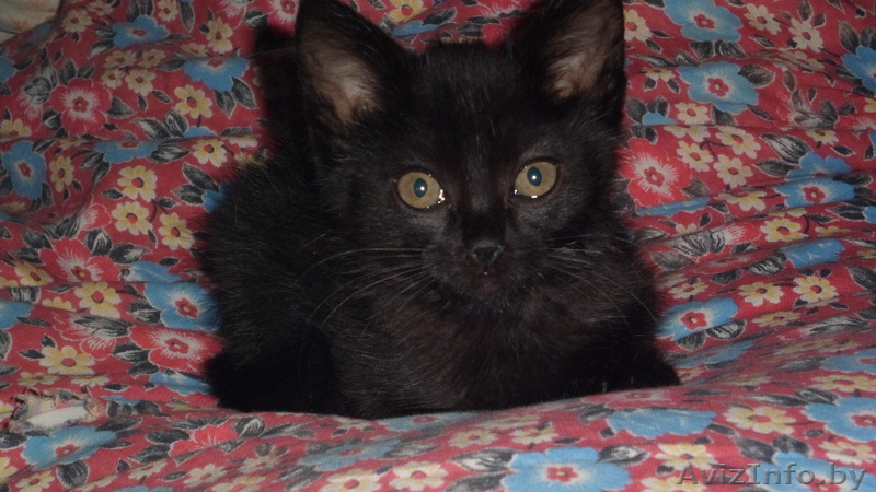 Отдам котенка месячного черного - Изображение #1, Объявление #730464