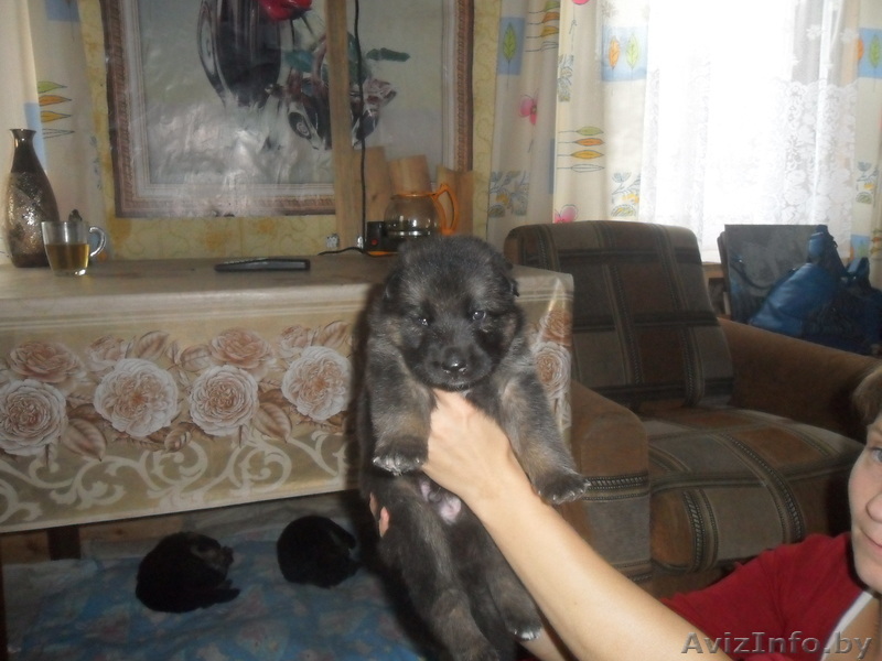  отличные щены немецкой овчарки - Изображение #1, Объявление #746198