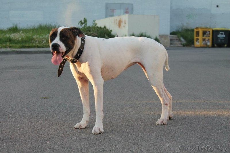 Метиска Американского Бульдога В Дар! - Изображение #1, Объявление #763302