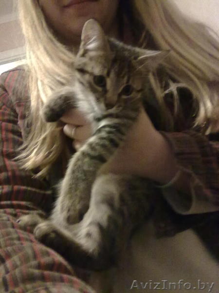 Котёнок Тимоша в подарок - Изображение #1, Объявление #754900