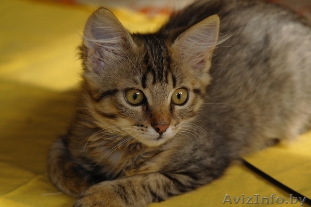 Котёнок-девочка Пушистик в дар - Изображение #1, Объявление #761267