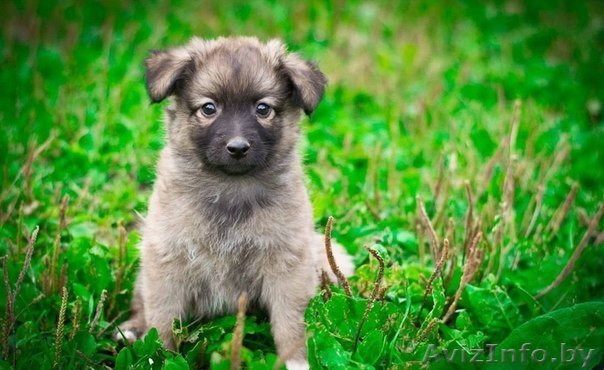 Чудный щенок в дар! - Изображение #1, Объявление #764036