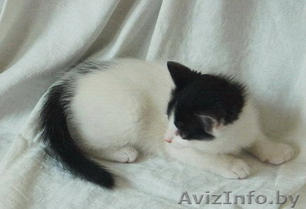 Отдаю котёнка в хорошие руки! - Изображение #1, Объявление #760122