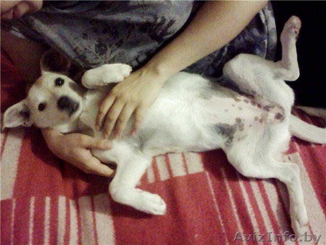 Майла - чудная собачка - Изображение #1, Объявление #753689