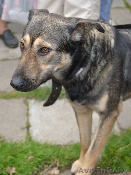 Помогите Ласточке!!!! - Изображение #1, Объявление #761304