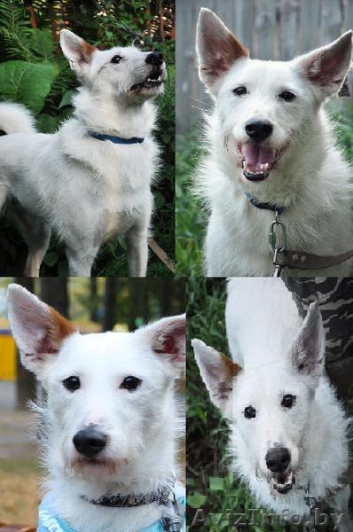 белоснежный красавец Бари в хорошие руки - Изображение #1, Объявление #754366