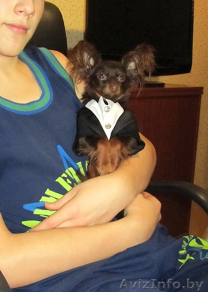 Продается тойтерьер длинношерстный. - Изображение #1, Объявление #761230